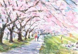 桜の開花宣言されました