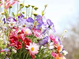 3月になりました。本格的な春です