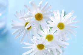 仲人ママの独り言（ブログ）　追加させていただきました