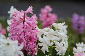 仲人ママの独り言（ブログ）　追加させていただきました