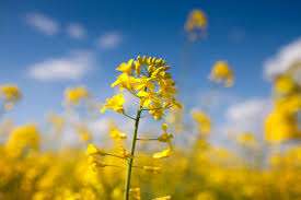 仲人ママの独り言（ブログ）　追加させていただきました