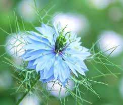 仲人ママの独り言（ブログ）　追加させていただきました