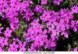 仲人ママの独り言（ブログ）　追加させていただきました