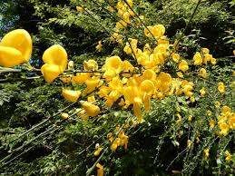 仲人ママの独り言（ブログ）　追加させていただきました