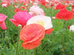 仲人ママの独り言（ブログ）　追加させていただきました