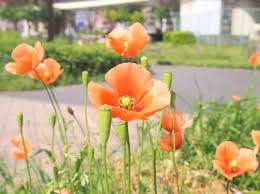 仲人ママの独り言（ブログ）　追加させていただきました