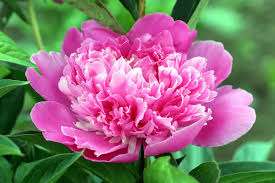 仲人ママの独り言（ブログ）　追加させていただきました