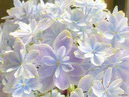 仲人ママの独り言（ブログ）　追加させていただきました