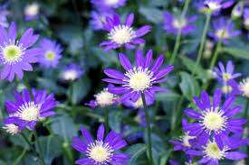 仲人ママの独り言（ブログ）　追加させていただきました