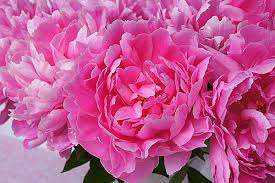 仲人ママの独り言（ブログ）　追加させていただきました