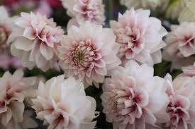 仲人ママの独り言（ブログ）　追加させていただきました