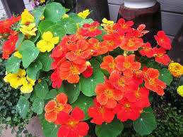 仲人ママの独り言（ブログ）　追加させていただきました