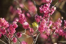 仲人ママの独り言（ブログ）　追加させていただきました