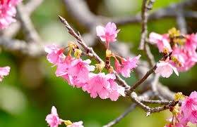 仲人ママの独り言（ブログ）　追加させていただきました