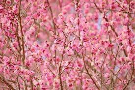 仲人ママの独り言（ブログ）　追加させていただきました