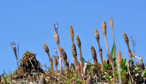 仲人ママの独り言（ブログ）　追加させていただきました