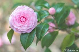 仲人ママの独り言（ブログ）　追加させていただきました