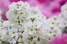 仲人ママの独り言（ブログ）　追加させていただきました