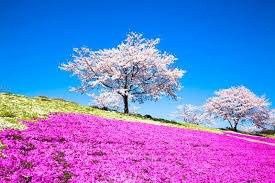 仲人ママの独り言（ブログ）　追加させていただきました