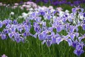 仲人ママの独り言（ブログ）　追加させていただきました