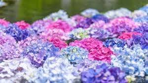 仲人ママの独り言（ブログ）　追加させていただきました