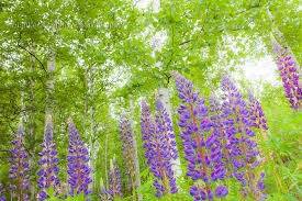 仲人ママの独り言（ブログ）　追加させていただきました