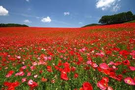 仲人ママのひとりごと(カウンセラーとの相性度は大切です）