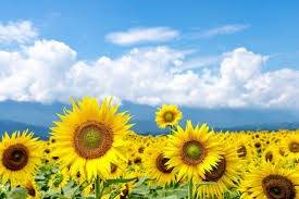 仲人ママのひとりごと（夏季休暇のお知らせ9