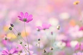 仲人ママのひとりごと（お見合いは気軽にどうぞ）