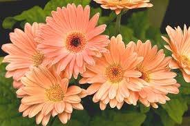 仲人ママのひとりごと（お見合いでの会話は？）