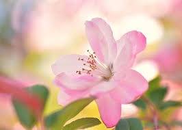 仲人ママのひとりごと(さあ4月です）