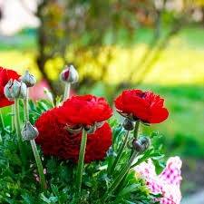 仲人ママのひとりごと（桜が散っても）