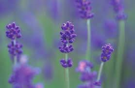 仲人ママのひとりごと(お米が安くならない）