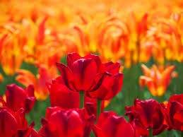 仲人ママのひとりごと（会員様ファーストの仲人婚活です）