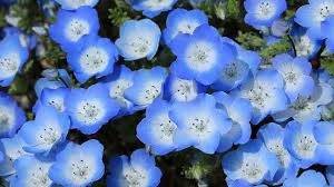 仲人ママのひとりごと（ゴールデンウィークが始まりました）