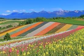 仲人ママのひとりごと(ゴールデンウィーク後は忙しくなってきました）