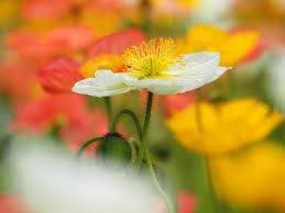 仲人ママのひとりごと(ミスタープロ野球が逝ってしまった）