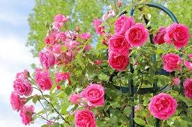 仲人ママのひとりごと（交際に入るとすぐ断られてしまう）