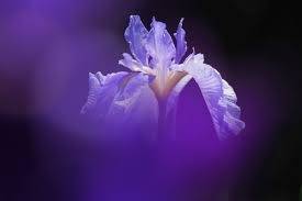 仲人ママのひとりごと（ティーワイマリッジ　広告）