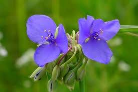 仲人ママのひとりごと（今日は父の日、主人の顔がにやついています）