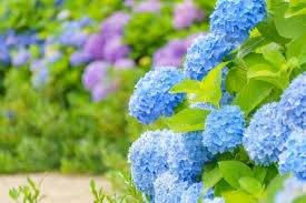 仲人ママのひとりごと（どんどん変わる日本の夏）