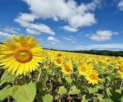 仲人ママのひとりごと（婚活で悩まないで）