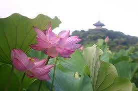 仲人ママのひとりごと（７．７．７の七夕）