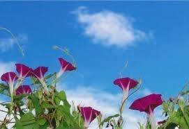 仲人ママのひとりごと（まだ夏休みに入ったばかりなのに）