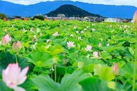 仲人ママのひとりごと（今週は夏季休暇となります）