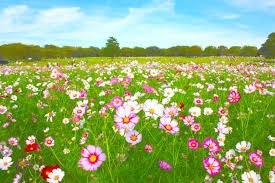 仲人ママのひとりごと（処暑が過ぎ秋が近づいてきました）