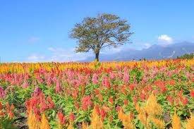 仲人ママのひとりごと（婚活とは？）