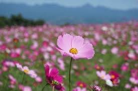 仲人ママのひとりごと（やっておいてよかった）