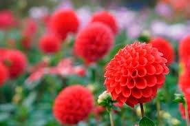 仲人ママのひとりごと（ファミリーとは」