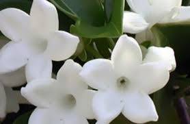 仲人ママのひとりごと（今日は中秋の名月）